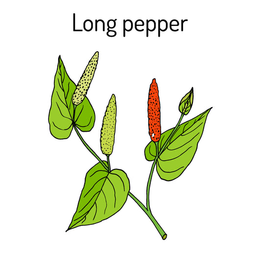 The Wonders of Pippali in Ayurveda: A Comprehensive Guide to Usage, Weight Loss, and More