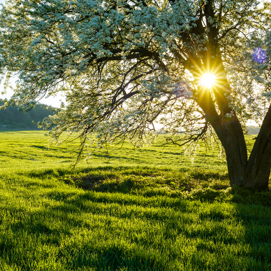 Understanding Seasonal Allergies through an Ayurvedic Lens