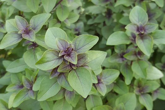 The Ayurvedic Wonder: Tulsi, The Holy Basil of Health