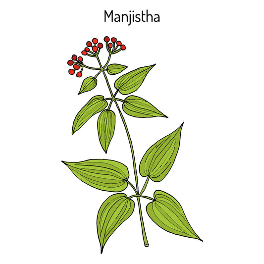 The Untapped Potential of Manjistha: Your Guide to the Herb's Health Benefi