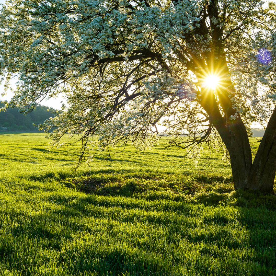 Understanding Seasonal Allergies through an Ayurvedic Lens