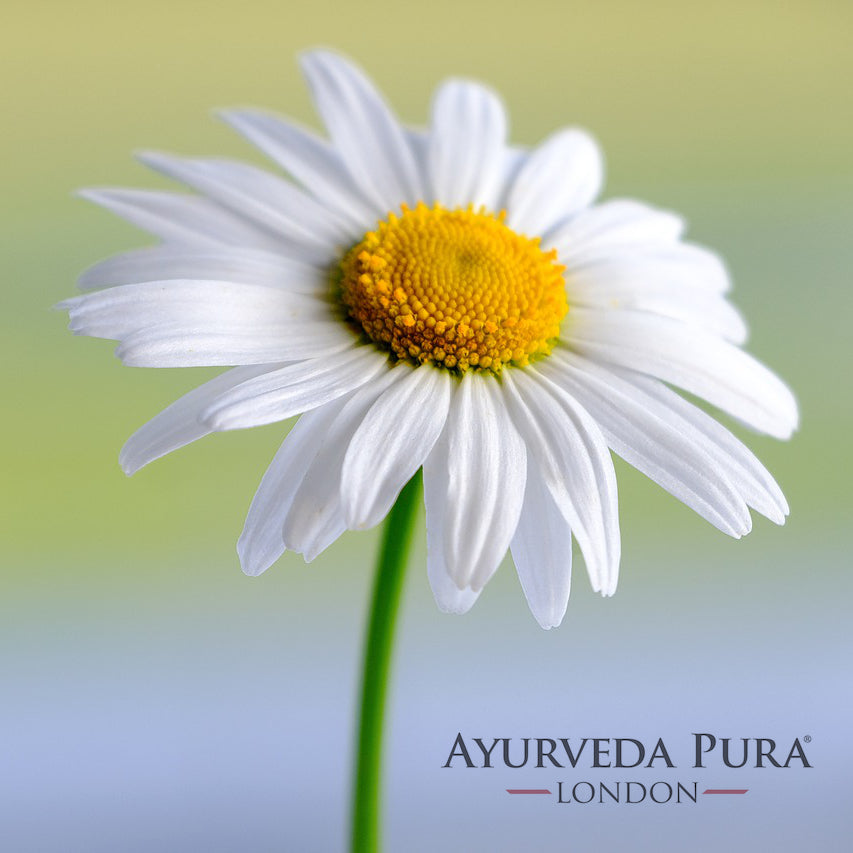 Awakening to Spring
