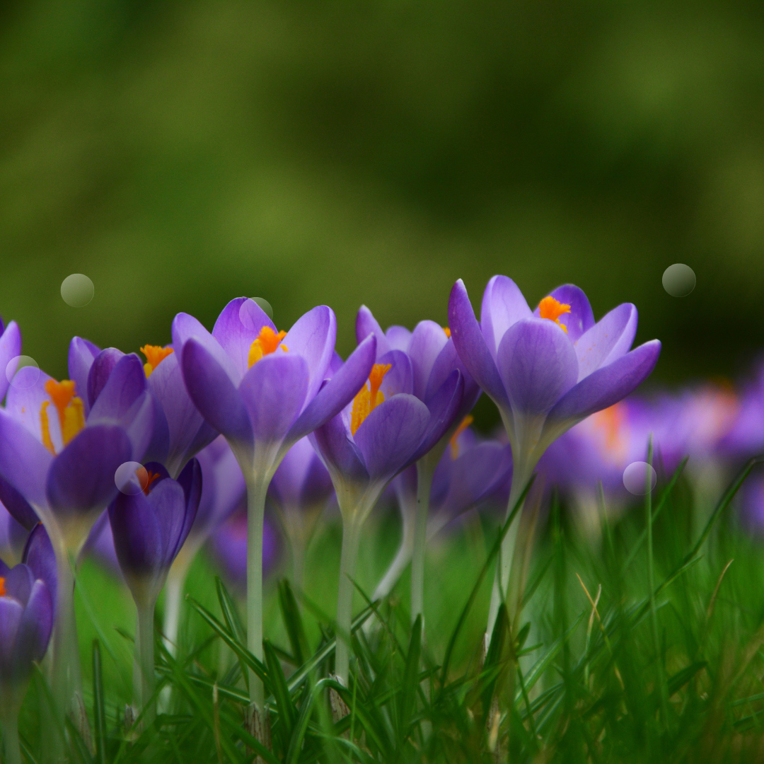 Ayurvedic 3 Day Spring Cleanse | Holistic Essentials